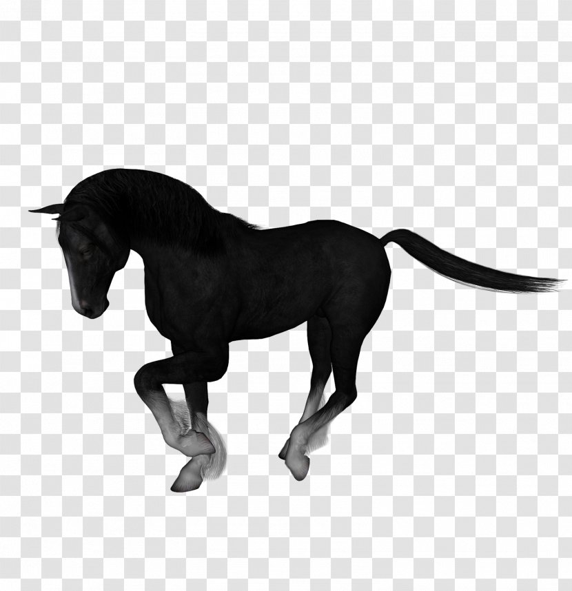 Mustang Stallion Mare Pony Rein - Black - Horse Transparent PNG