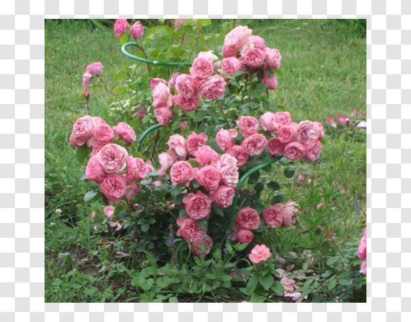 Garden Roses Floribunda Cabbage Rose China French - Peony Transparent PNG