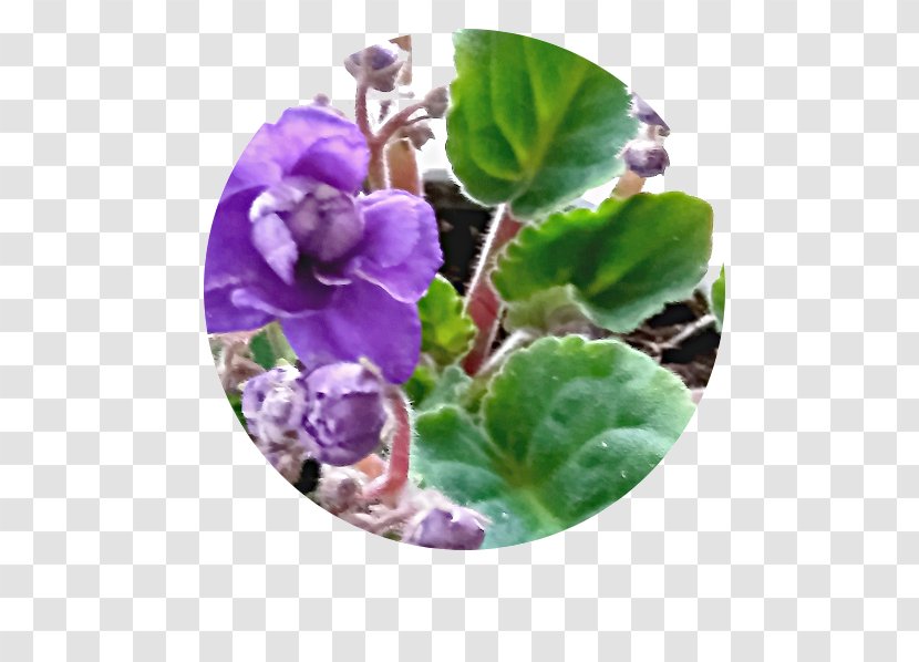 Flowerpot Violet Herb Family - Flower Transparent PNG