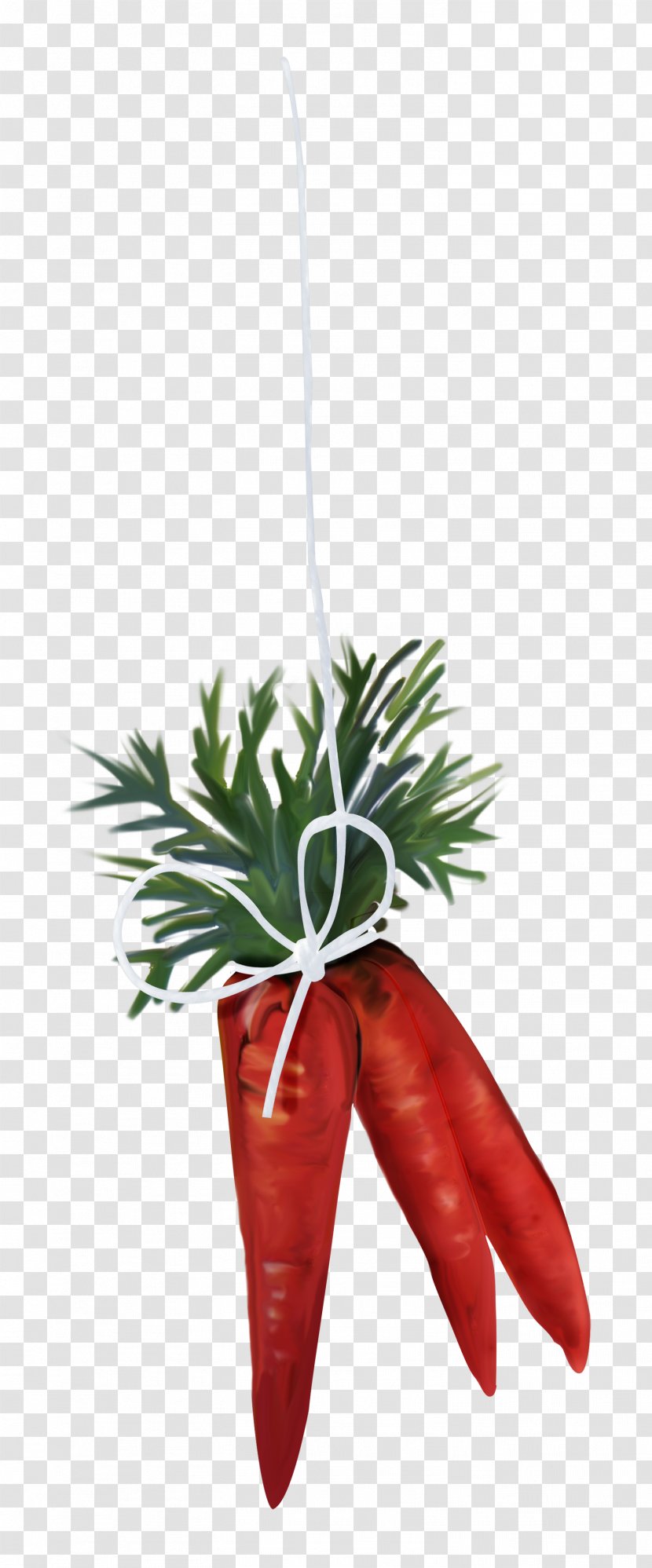 Vegetable Carrot Cucurbita Pumpkin Transparent PNG