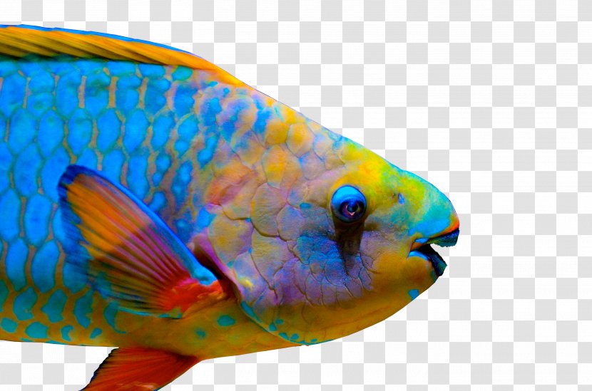 Queen Parrotfish Coral Reef Fish Midnight Tricolor - Freshwater Aquarium Transparent PNG