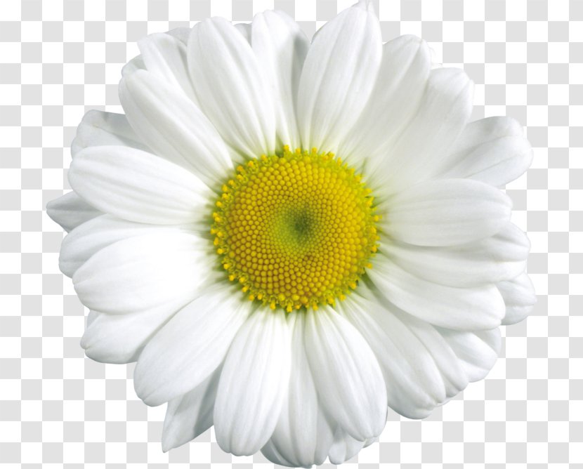 Common Daisy Clip Art - Yellow - Camomile Image, Free Flower Picture Transparent PNG