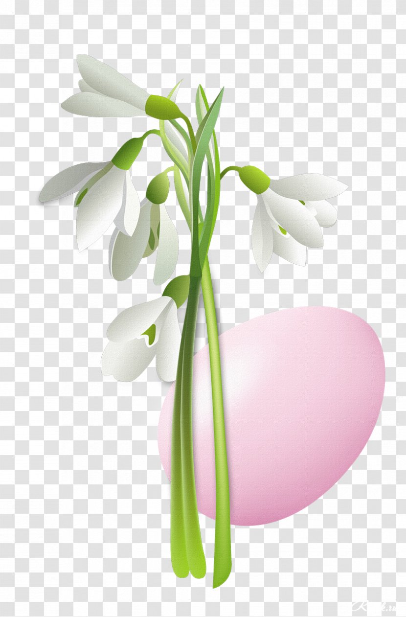 Snowdrop Flower Clip Art - Flowering Plant - Easter Flowers Transparent PNG