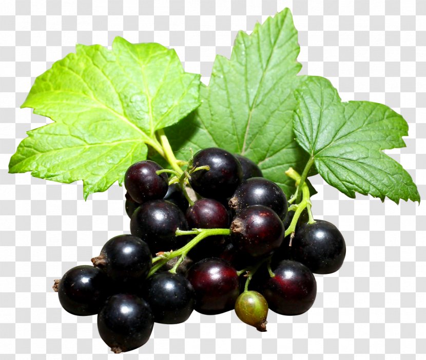 Gooseberry Blackcurrant Zante Currant Redcurrant Grape - Prune - Black Transparent PNG