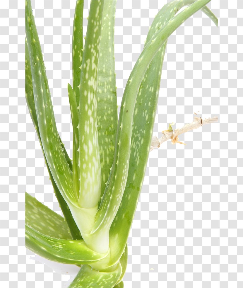 Aloe Vera Hemorrhoid Therapy Gel Health - Cartoon - Material Transparent PNG