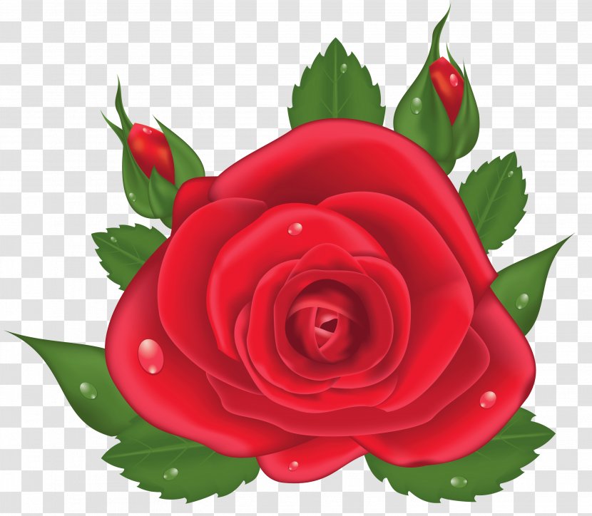 Garden Roses Centifolia Clip Art - Floristry - Red Rose Picture Clipart Transparent PNG
