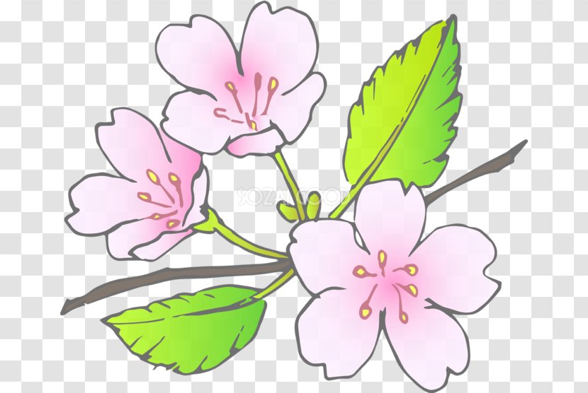 Floral Design Blossom Cut Flowers Plant Stem - Flowering Transparent PNG