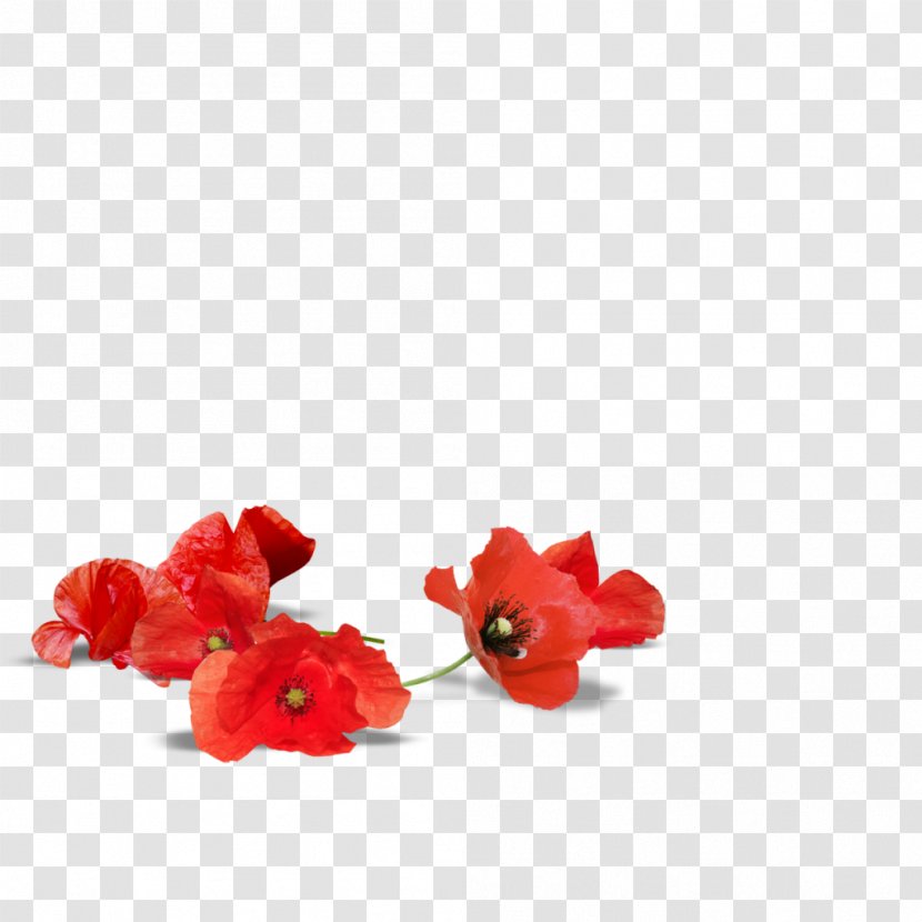 Adelaide Poppy Armistice Day Flower Desktop Wallpaper - Cut Flowers - Floating Transparent PNG