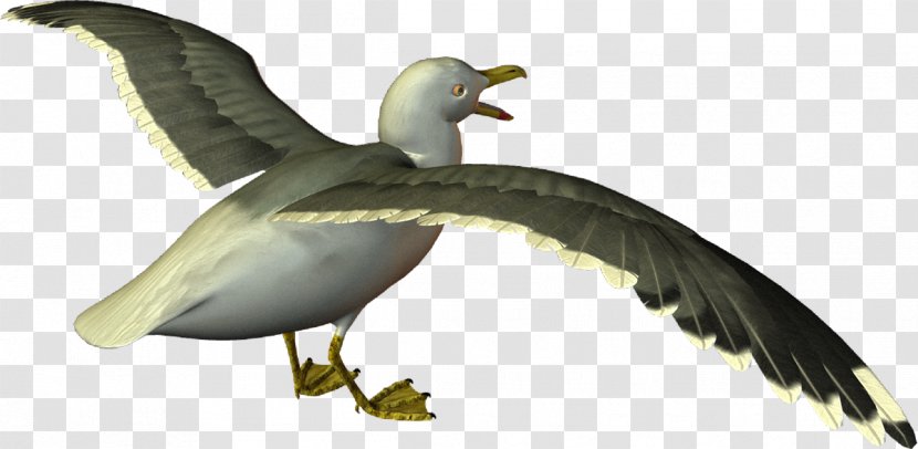 European Herring Gull Gulls Goose Cygnini Bird - Water Transparent PNG