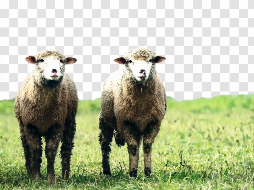 Goat Royalty-free Blackhead Persian Sheep Clip Art Agriculture - Rural Area Transparent PNG