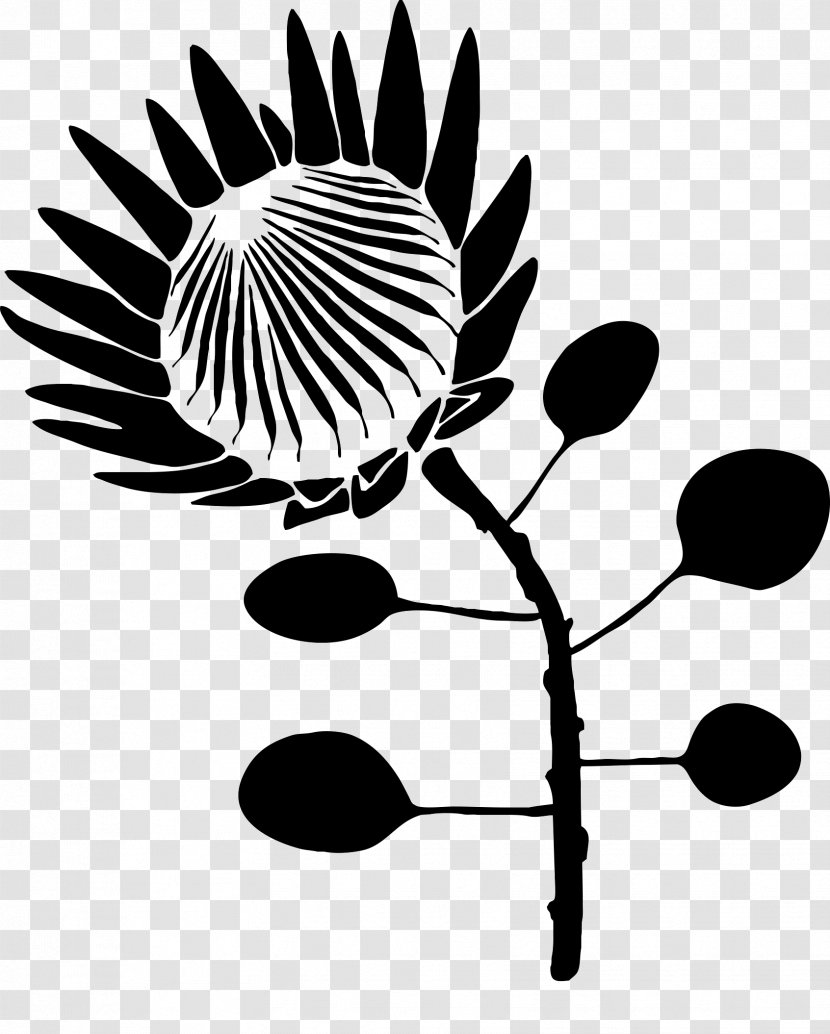 Protea Cynaroides Drawing Stencil Flower Clip Art - Botany Transparent PNG