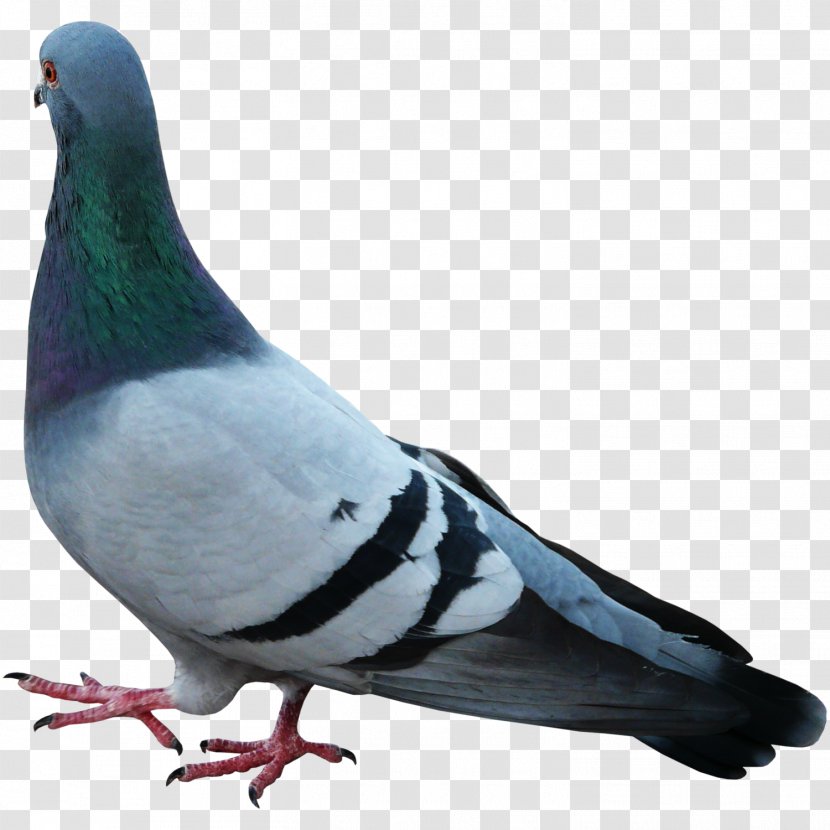 Stock Dove Columbidae - Bird - Pigeon Feathers Fly Material Transparent PNG