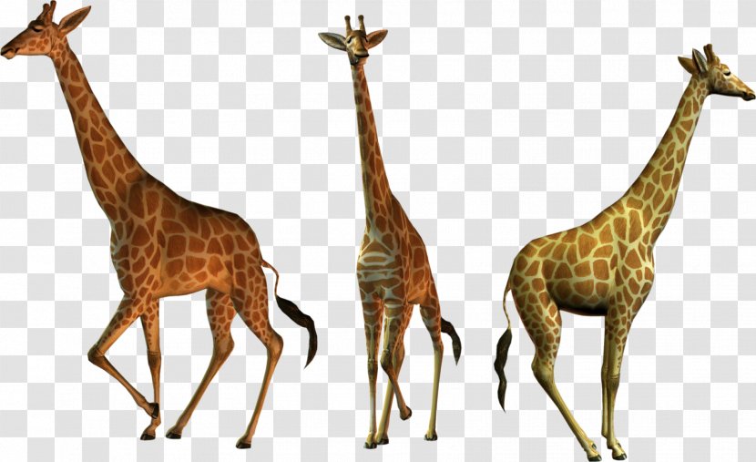 Northern Giraffe PhotoScape Clip Art - Mammal Transparent PNG