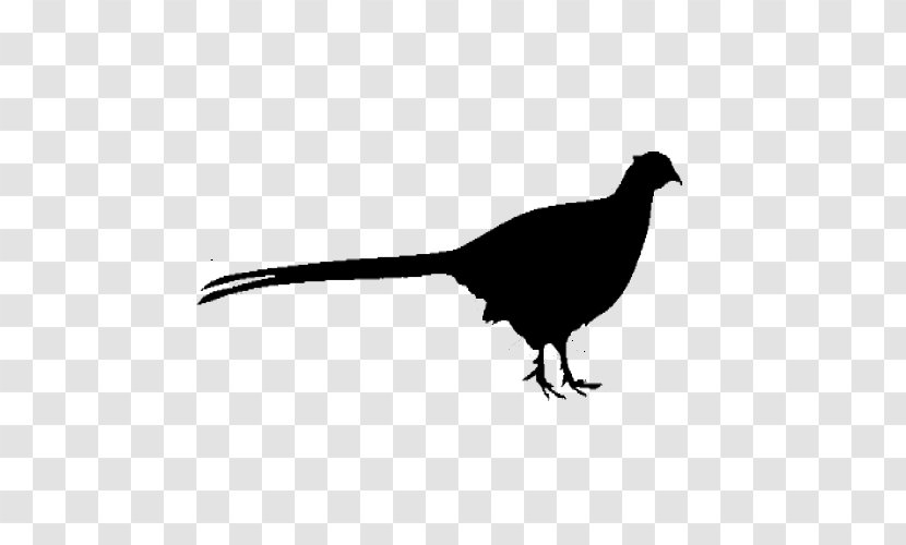 Bird Beak Pheasant Tail Transparent PNG
