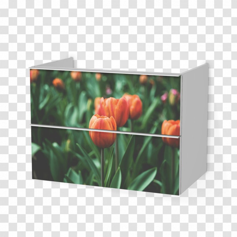 Desktop Wallpaper Laptop High-definition Television Environment Computers - Rectangle - Tulip Material Transparent PNG