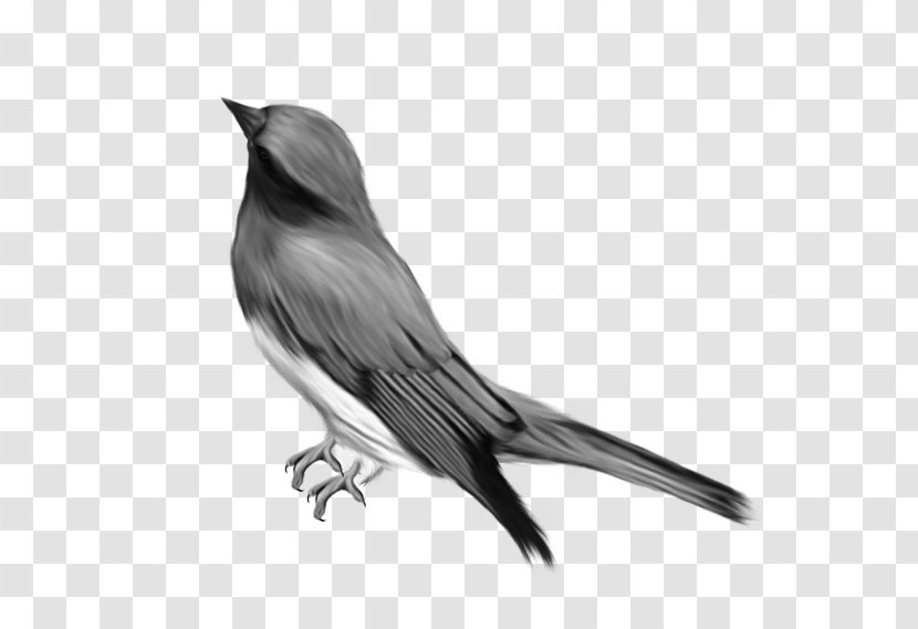 Bird Drawing Clip Art - Wildlife Transparent PNG