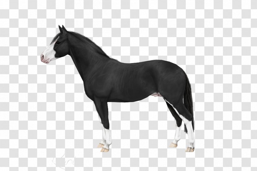 Stallion American Staffordshire Terrier Bull Foal Mare - Pony - Mustang Transparent PNG