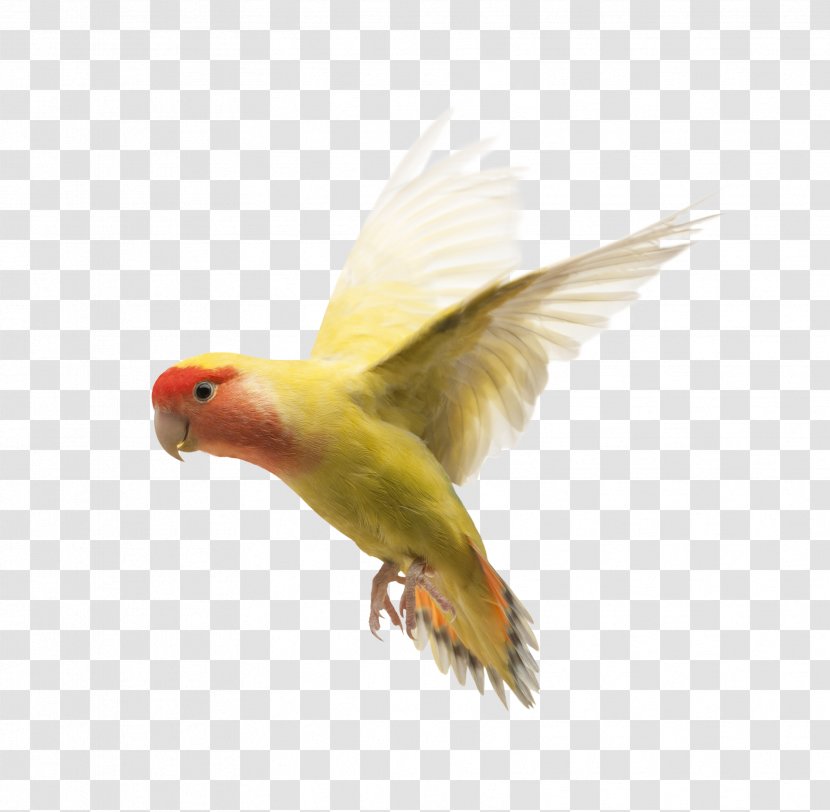 Rosy-faced Lovebird Parrot Yellow-collared Domestic Pigeon - Reptile - Bird Transparent PNG