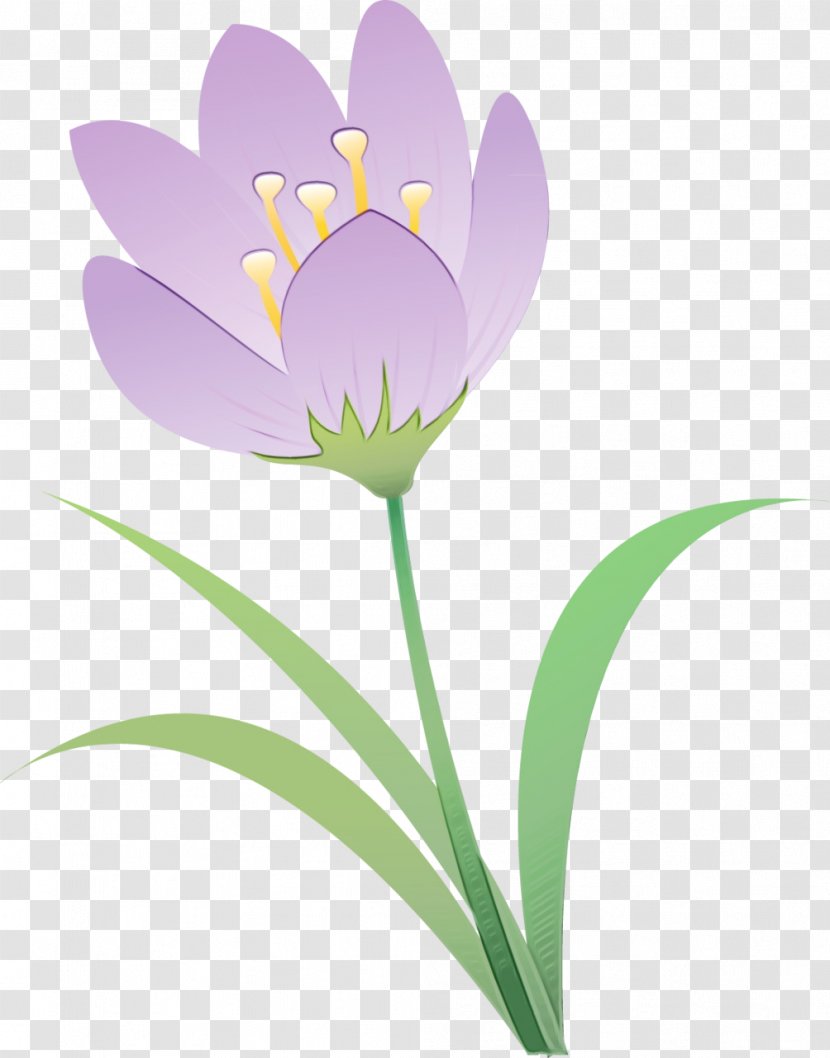 Flowering Plant Flower Petal Crocus - Pedicel Tommie Transparent PNG