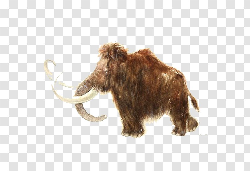 Rouffignac Cave Woolly Mammoth African Elephant Stone Age Story Tattoo - Hairy Illustration Transparent PNG