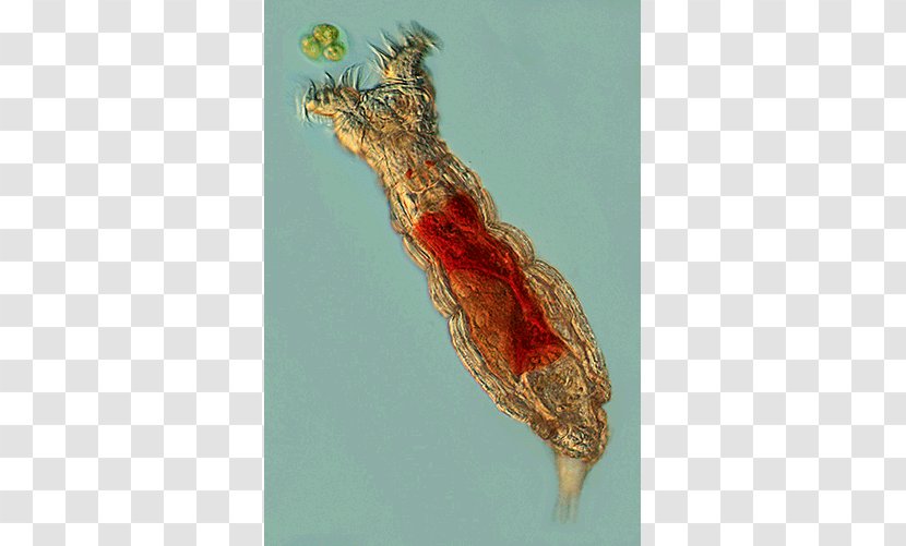 Animal Rotifers Fauna Systematics Fossil - Meaning - Gastrovascular Cavity Transparent PNG