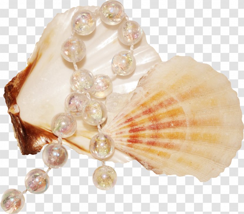 Seashell Raster Graphics Clip Art - Sea - Jwellery Transparent PNG