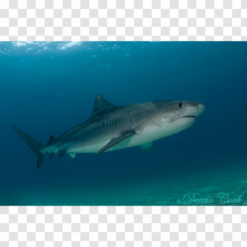 Tiger Shark Great White Hungry Evolution Requiem Lamnidae Transparent PNG