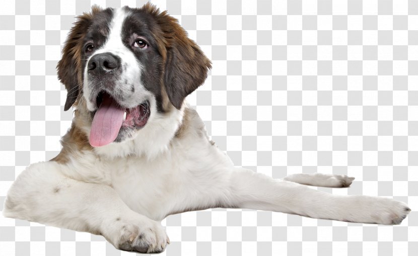 St. Bernard Puppy Great Dane English Mastiff Stock Photography - Dog Like Mammal Transparent PNG