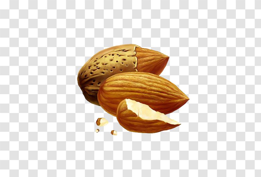 Nut Almond Drawing - Ingredient - Cartoon Transparent PNG
