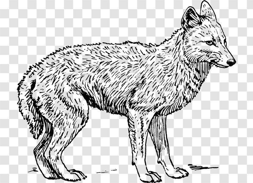 Fox Drawing - Pencil - Ancient Dog Breeds Transparent PNG