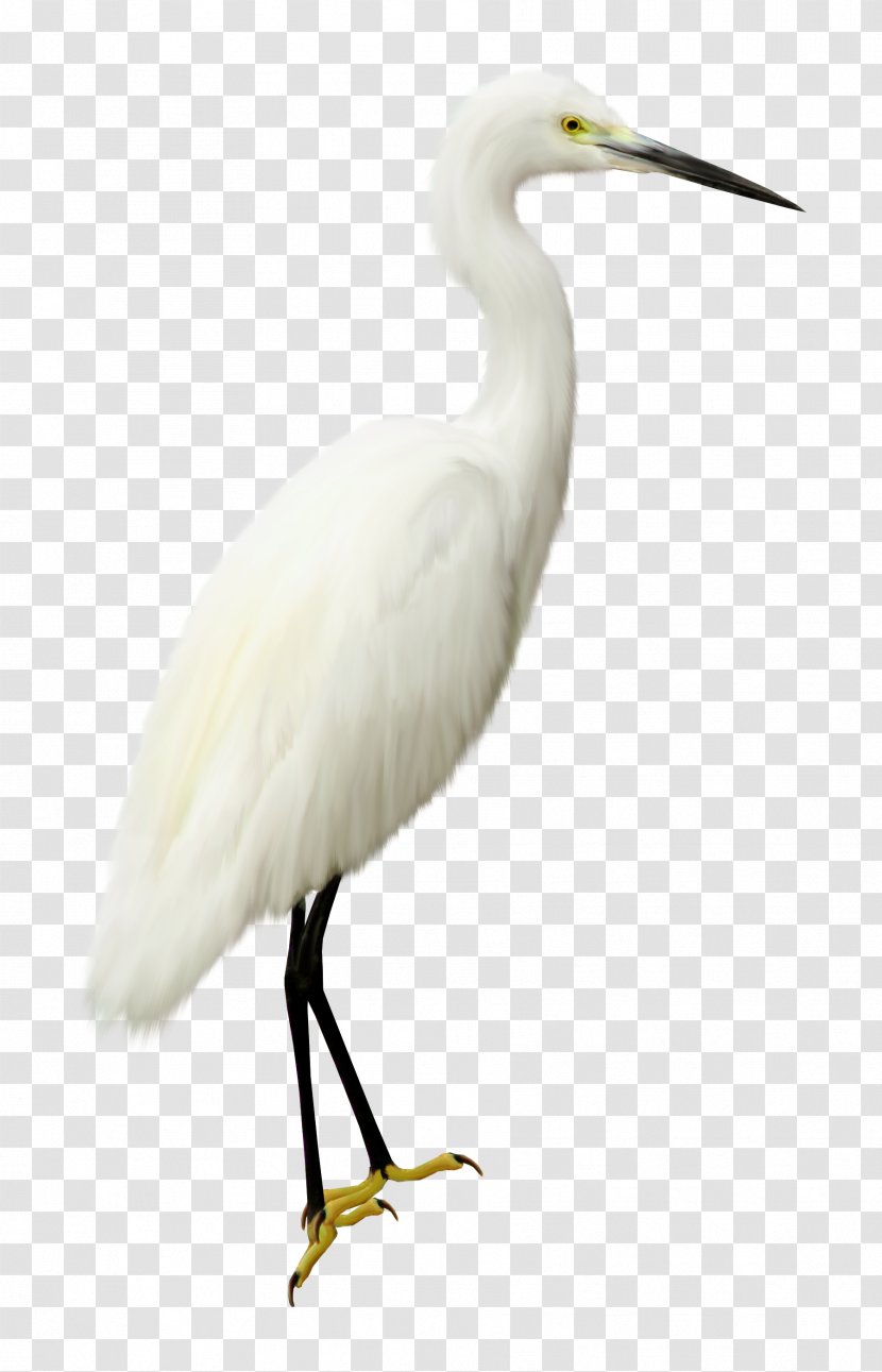 Bird Computer File - Ciconiiformes - Swan Transparent PNG