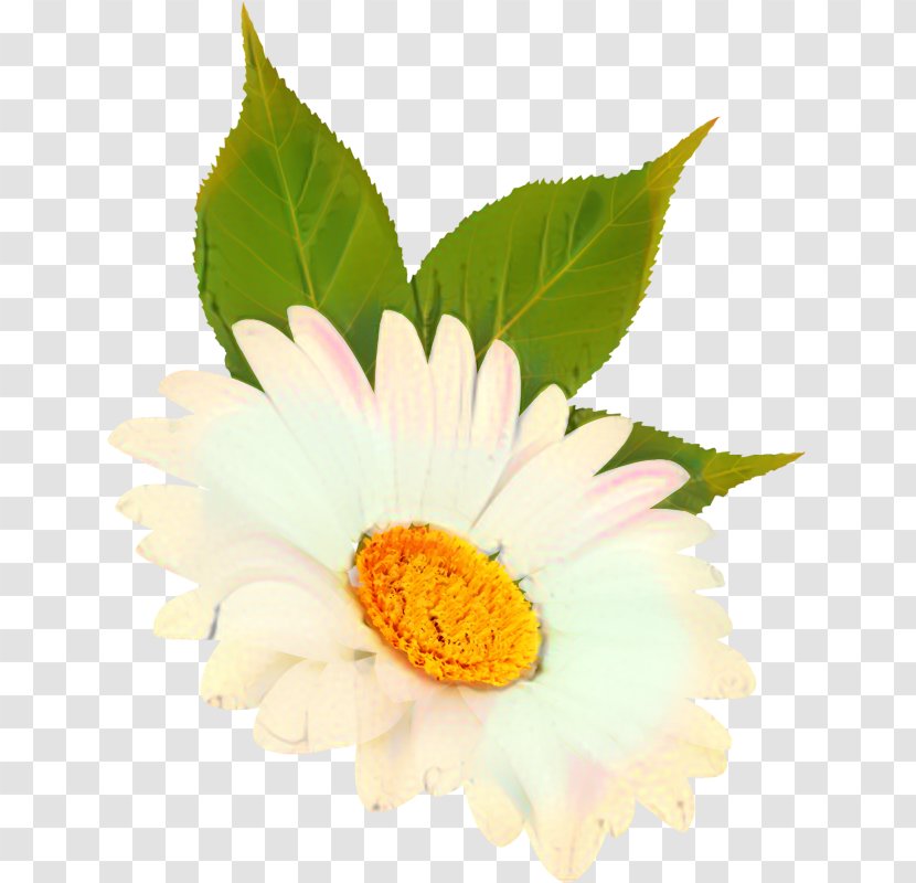 Flowers Background - Camomile - Artificial Flower Gerbera Transparent PNG