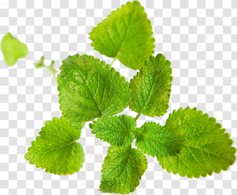 Fruit Graphic Design Vegetable Wallpaper - Lemon Balm - Leaves Transparent PNG