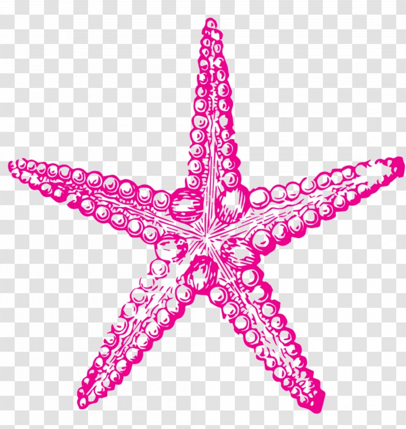 Sea Urchin Drawing Starfish Clip Art - Line Transparent PNG