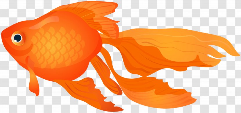 Goldfish Clip Art - Carp - Transparent Image Transparent PNG