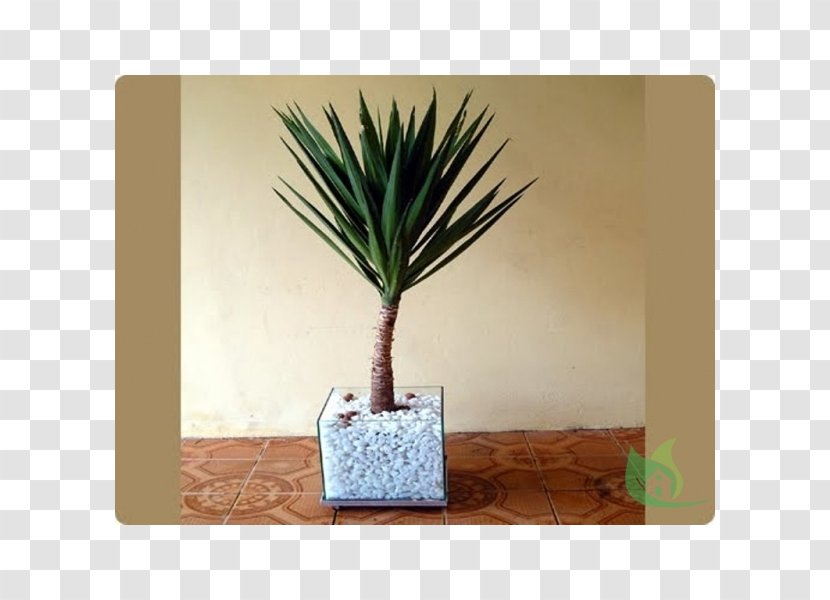 Arecaceae Flowerpot Vase Cachepot Plant Transparent PNG
