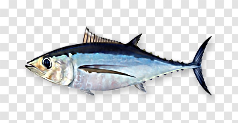 Albacore Fish Bigeye Tuna Skipjack Yellowfin - Forage Transparent PNG