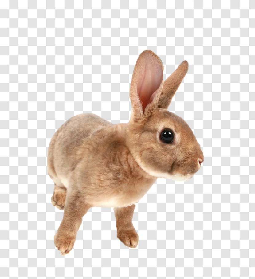 Mini Rex Netherland Dwarf Rabbit Domestic - Pet - Gray Meng Transparent PNG