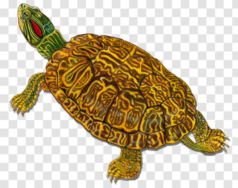 Box Turtles Loggerhead Sea Turtle Tortoise - Caretta Transparent PNG