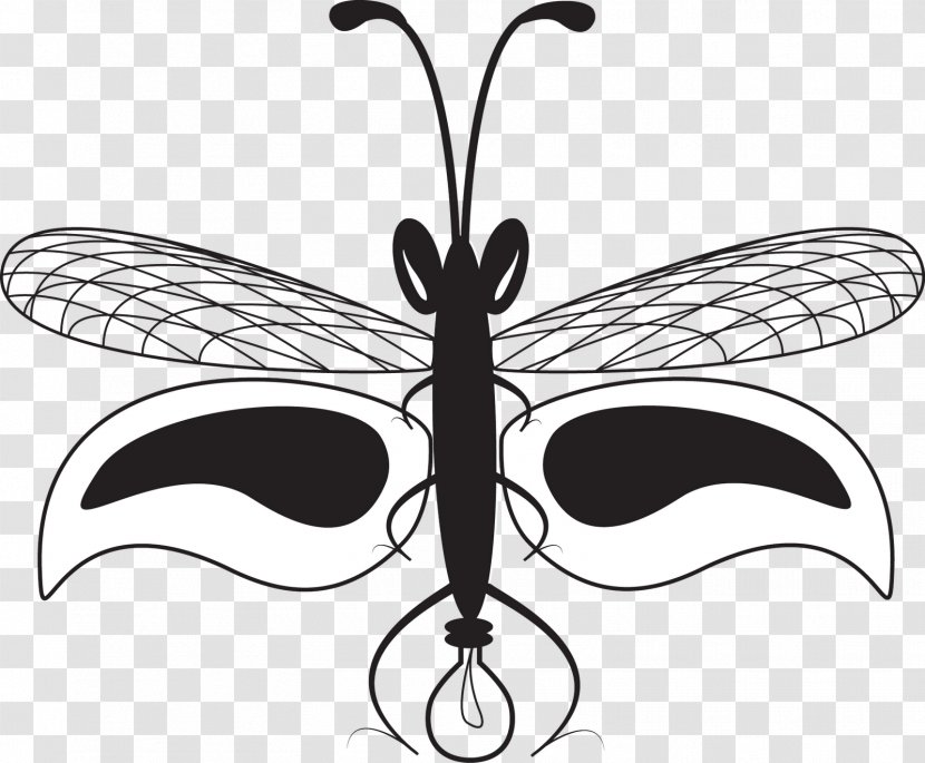Insect Butterfly Firefly Drawing - Fly Transparent PNG