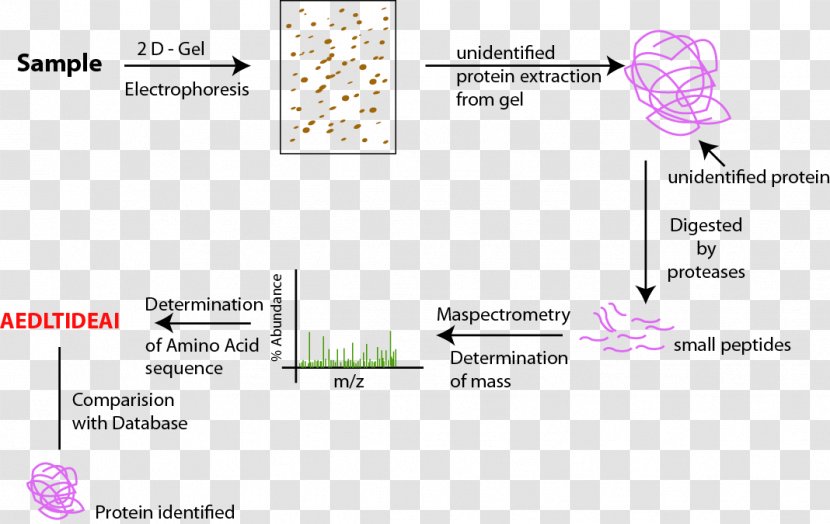 Proteomics Proteome Peptide Mass Fingerprinting Protein Purification - Pituitary Gland Transparent PNG