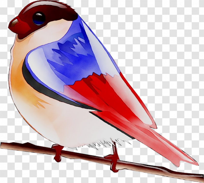 Finches Beak Feather - Perching Bird - Finch Transparent PNG