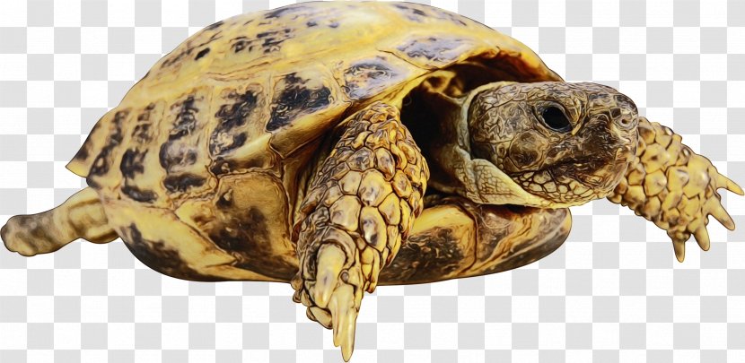 Sea Turtle Background - Box Turtles - Olive Ridley Kemps Transparent PNG