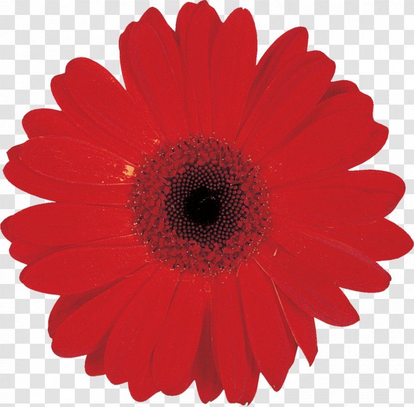 Transvaal Daisy Cut Flowers Clip Art - Red - Flower Transparent PNG
