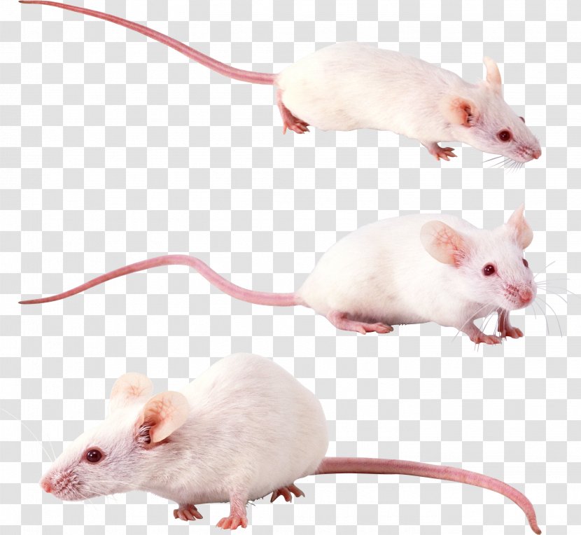 Hamster Gerbil Rat Sigmodontinae Mouse - Muroidea - Mouse, Image Transparent PNG