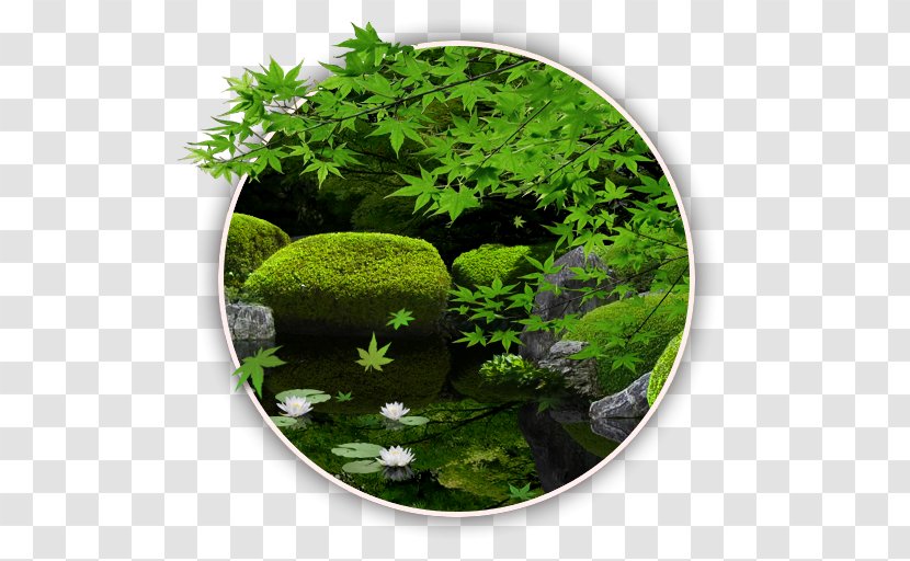 Color Zen My Moody Free - Aquatic Plant - Live Wallpaper Android Application Package Google PlayZen Garden Transparent PNG
