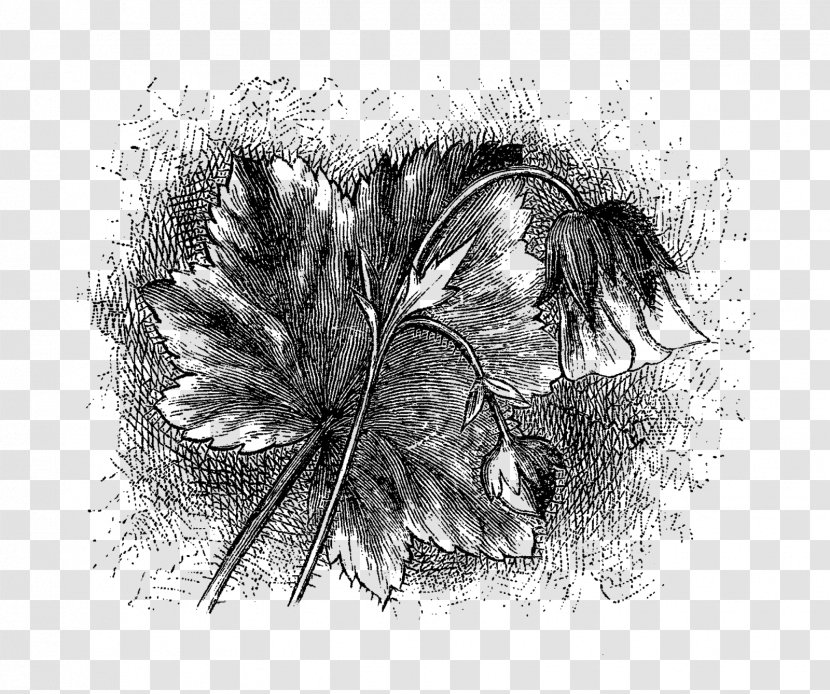 Drawing Black And White Monochrome Photography Visual Arts - Figure - Flower Illustration Transparent PNG