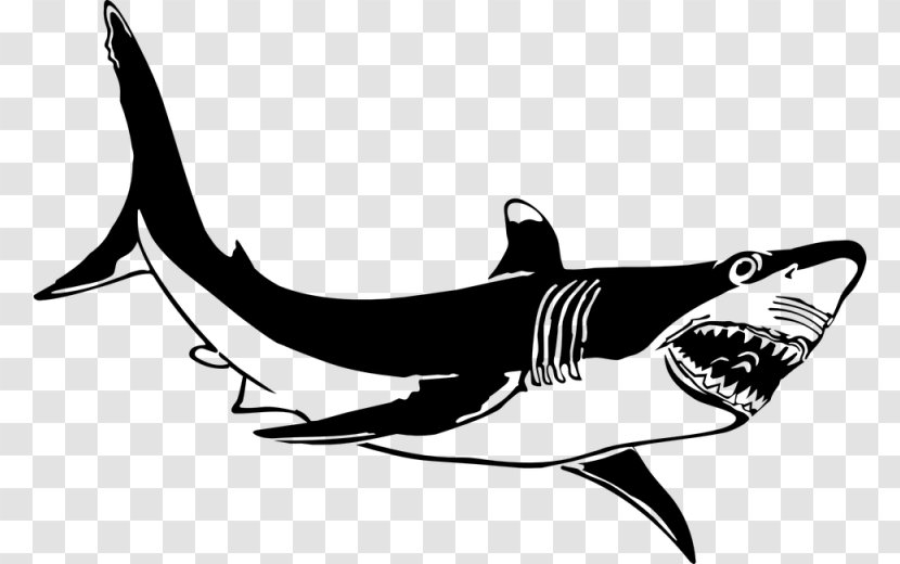 Great White Shark Hungry Evolution Clip Art - Carcharodon Transparent PNG