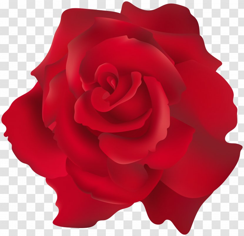 Garden Roses Clip Art - Cabbage Rose - Invitation Transparent PNG