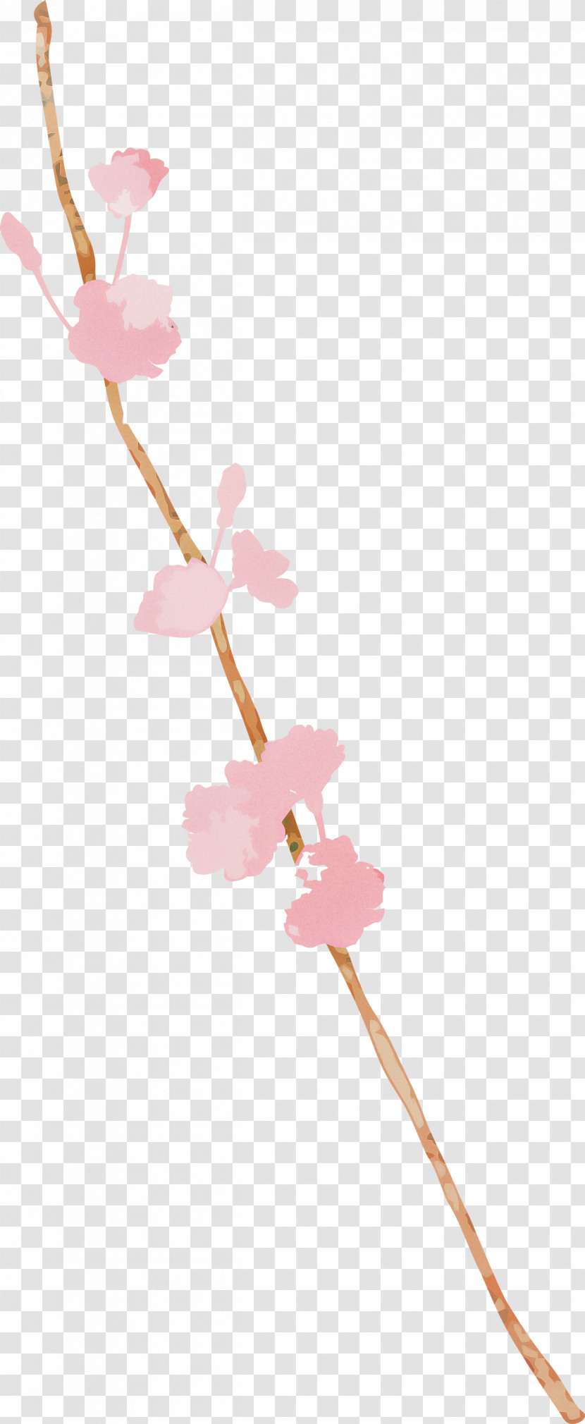 Cherry Blossom Transparent PNG